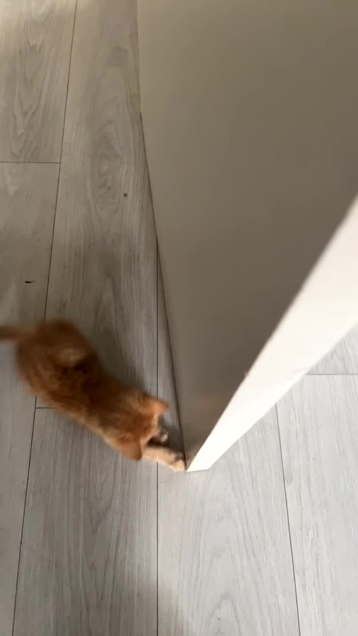 Mixed Breed cats for sale: Playful ginger kitten in Birmingham - Video 1
