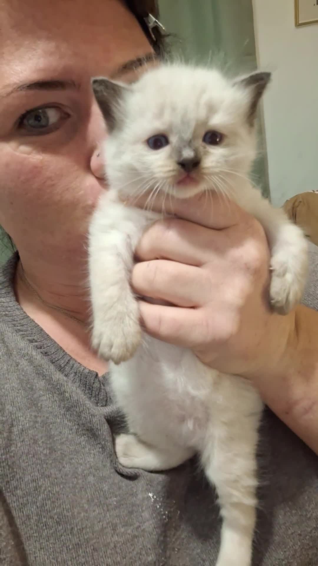 Ragamese cats for sale: 1 boy 1 girl ragamese kittens - Video 4
