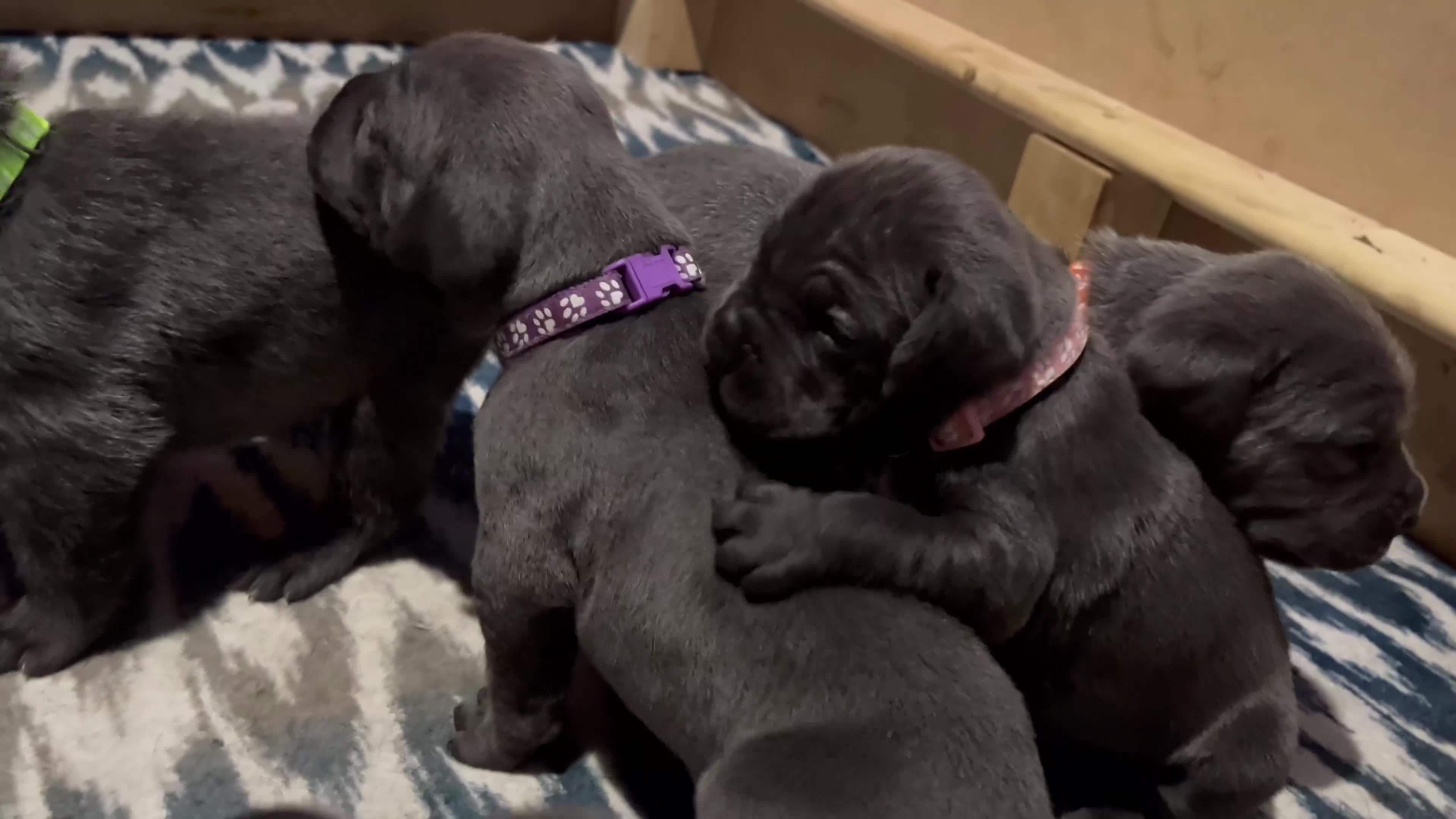 Cane Corso dogs for sale: Pedigree Cane Corso Pups - Ready Now - Video 2
