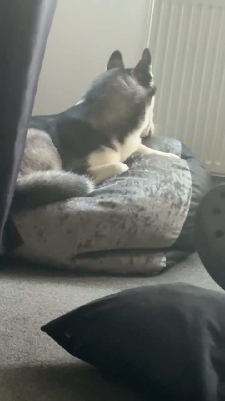 Siberian Husky dogs for sale: 7 month old siberian husky - Video 2
