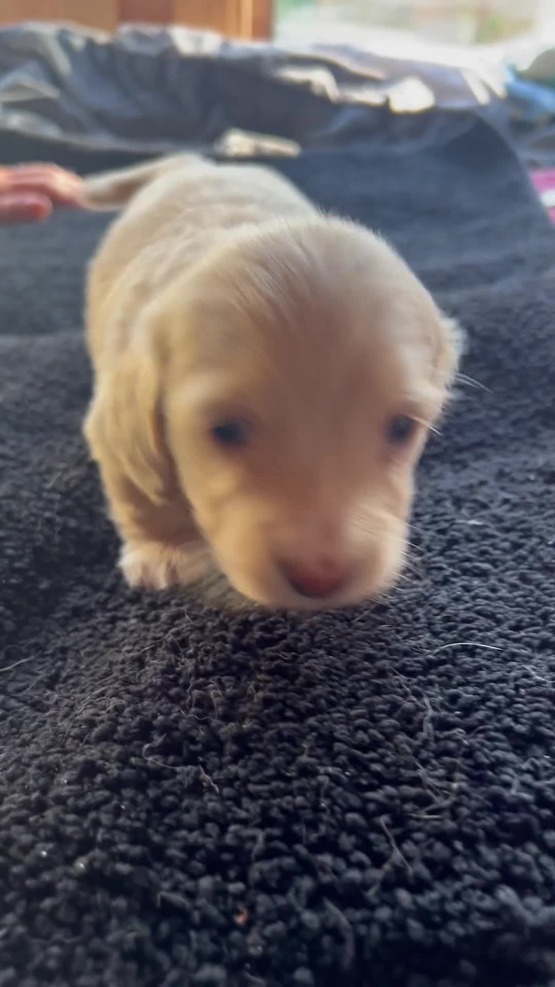 Dachshund dogs for sale:  Cream long haired miniature Dachshund - Video 1