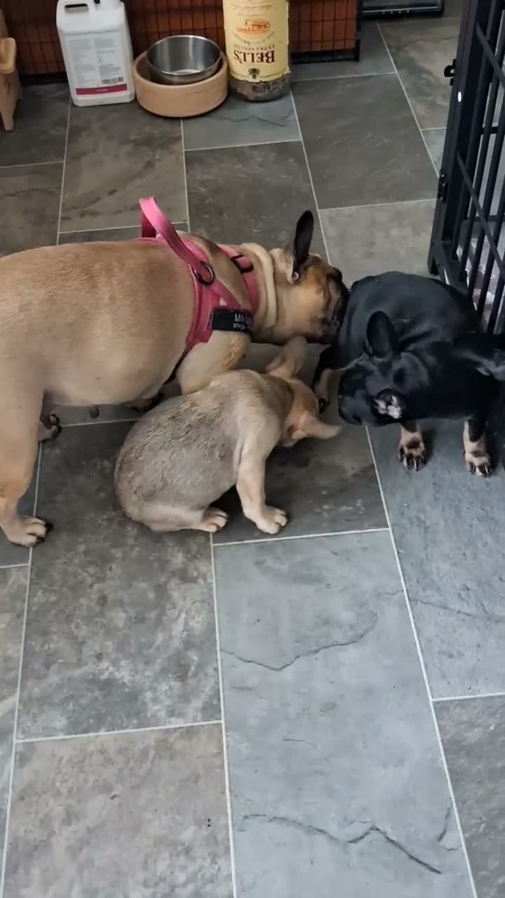 French Bulldog dogs for sale: 2 STUNNING FRENCHIES LEFT - Video 3