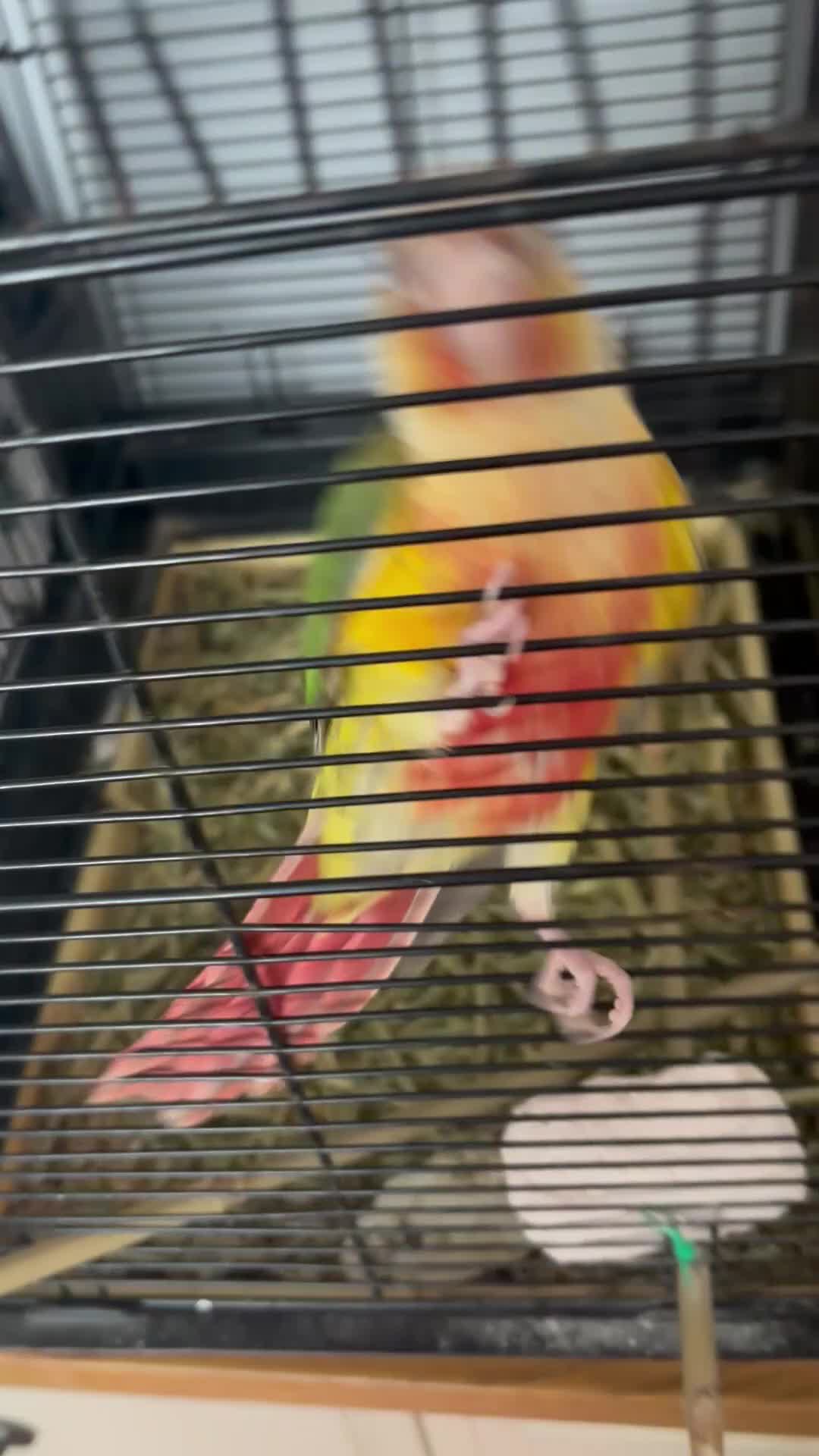Conures birds for sale: Hand-reared baby conure - Video 3