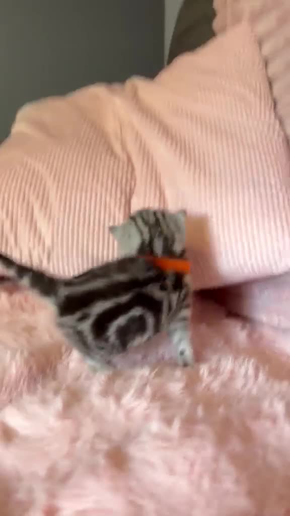 British Shorthair cats for sale: Beautiful bsh kittens  - Video 2