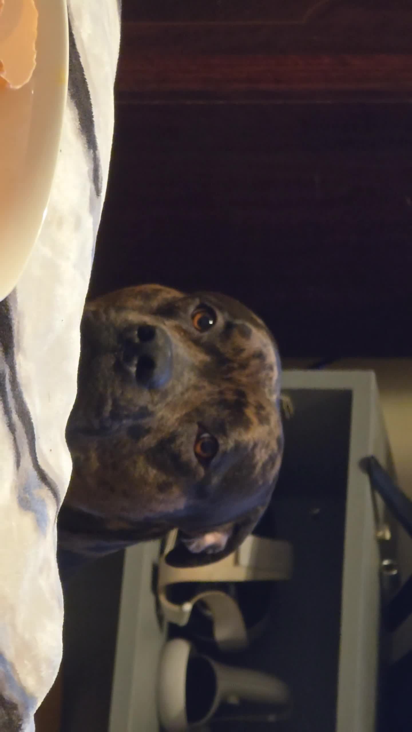 American Bulldog dogs for sale: Two loving dogs available due to medical issues - Video 3