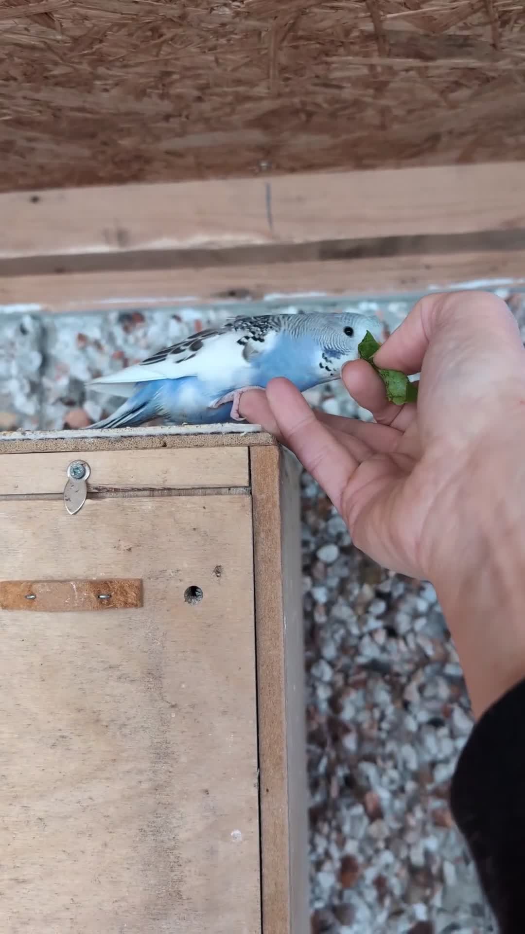 Budgerigars birds for sale: Hand tamed baby budgies for sale - Video 2