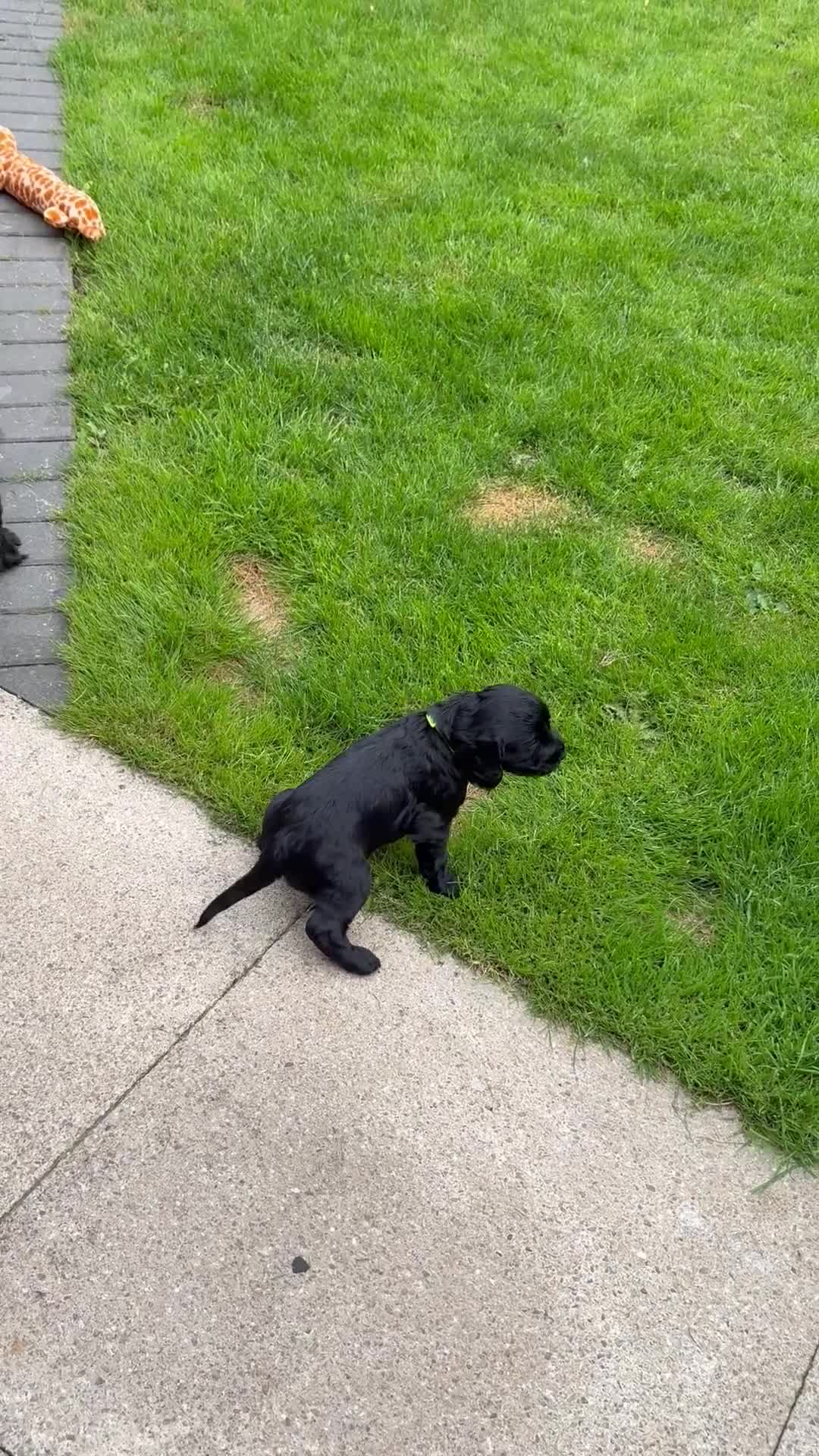 Cocker Spaniel dogs for sale: Cocker spainel puppies  - Video 3