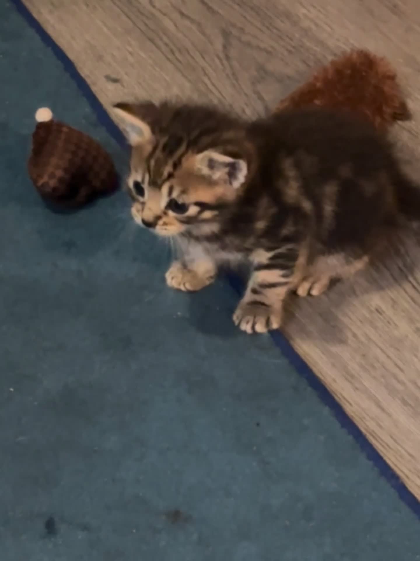 Mixed Breed cats for sale: Beautiful kittens looking for there forever homes  in Brentford - Video 2