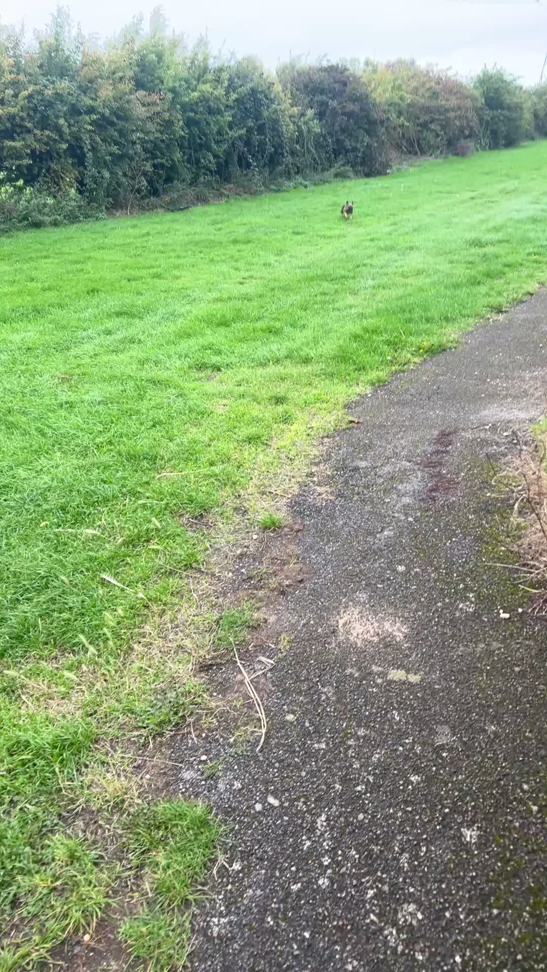 French Bulldog dogs for sale: French bulldog  - Video 2