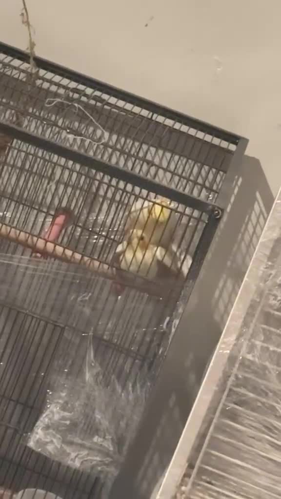 Cockatiels birds for sale: Cockatiels  - Video 3