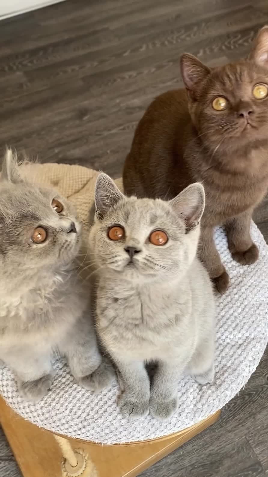 British Shorthair cats for sale: Blue female blue longhair male  - Video 1