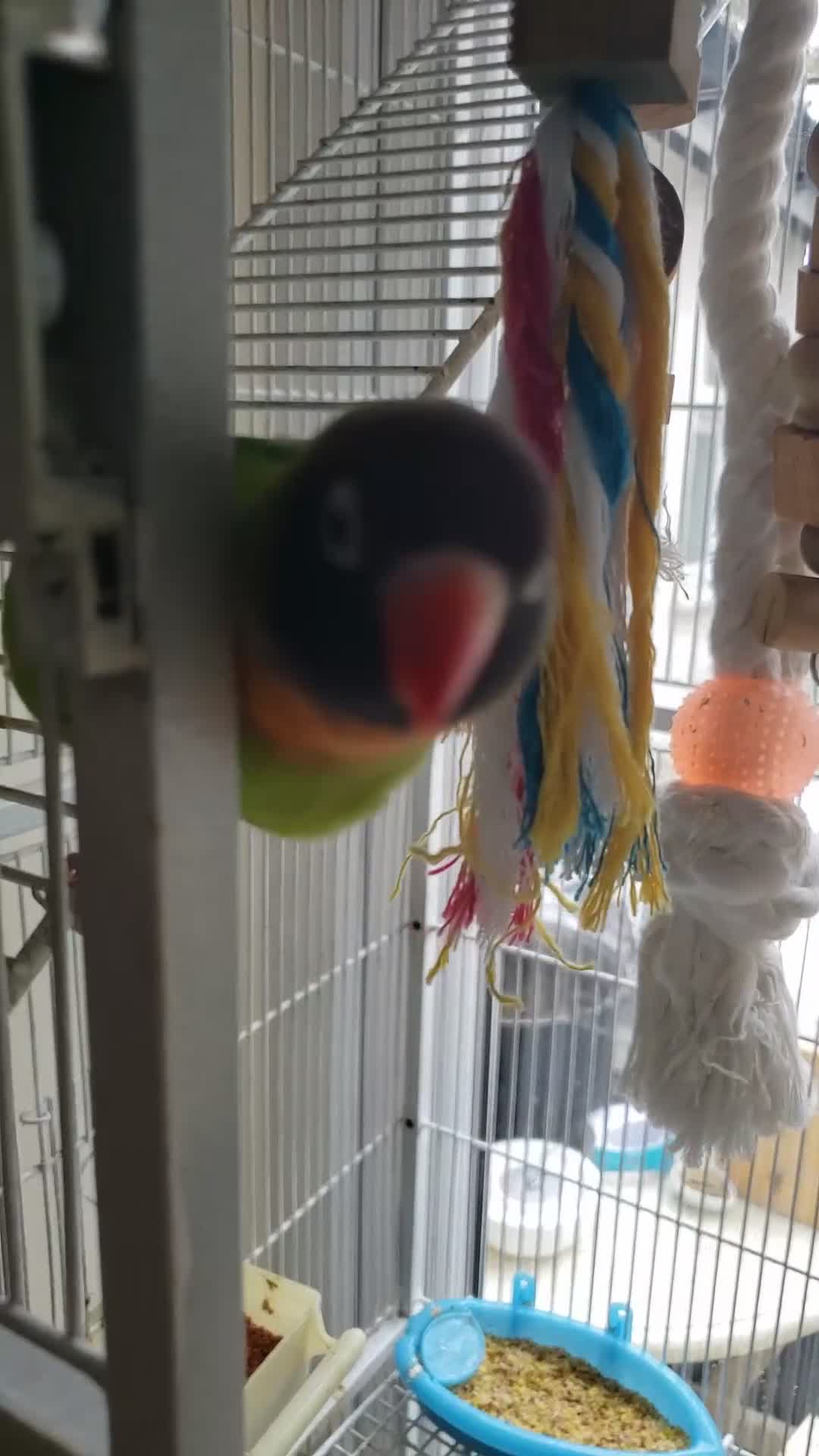 Lovebirds birds for sale: Love birds family - Video 1