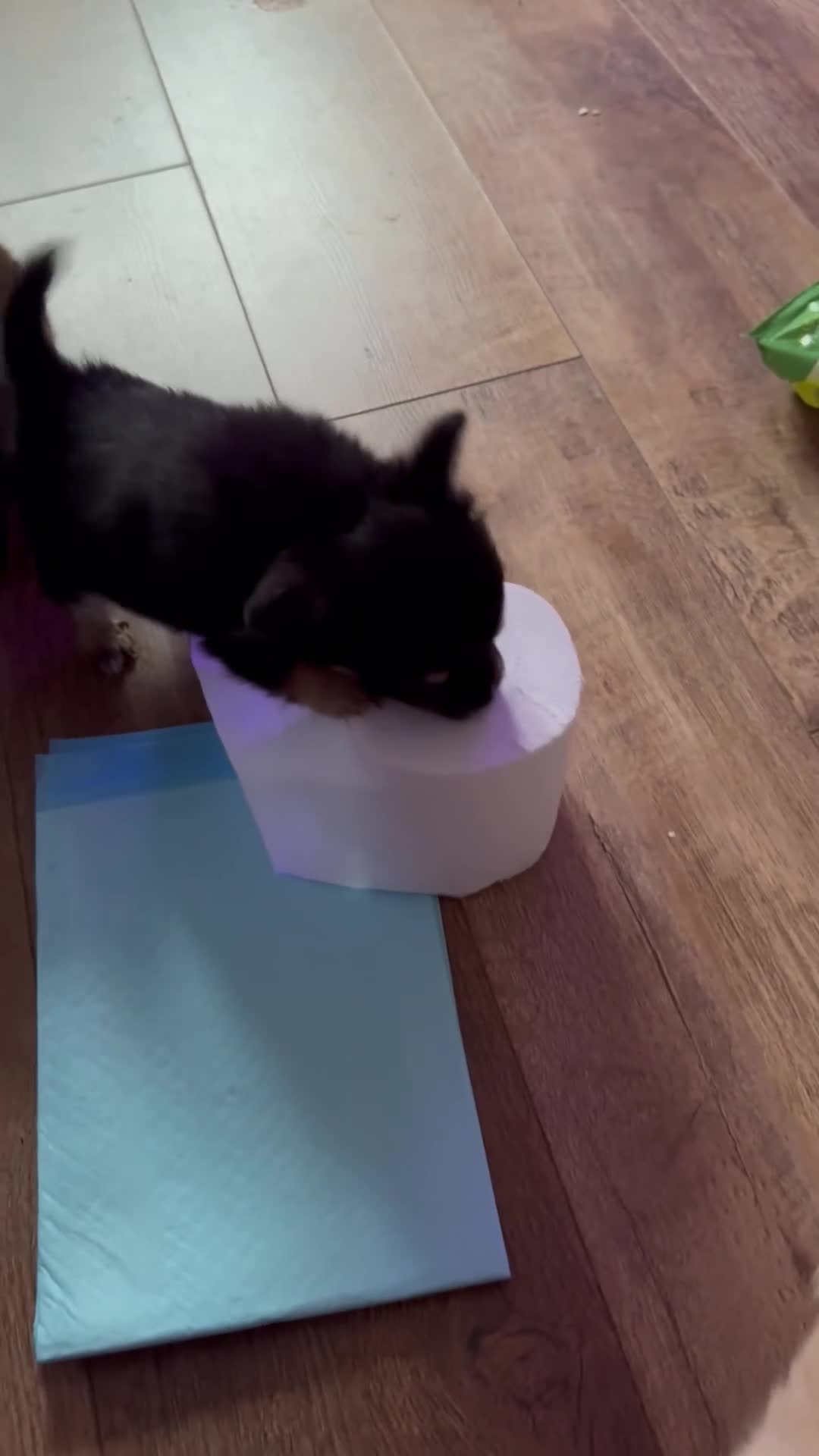 Chihuahua dogs for sale: chocolate boy black n tan boy creamish girl  - Video 1