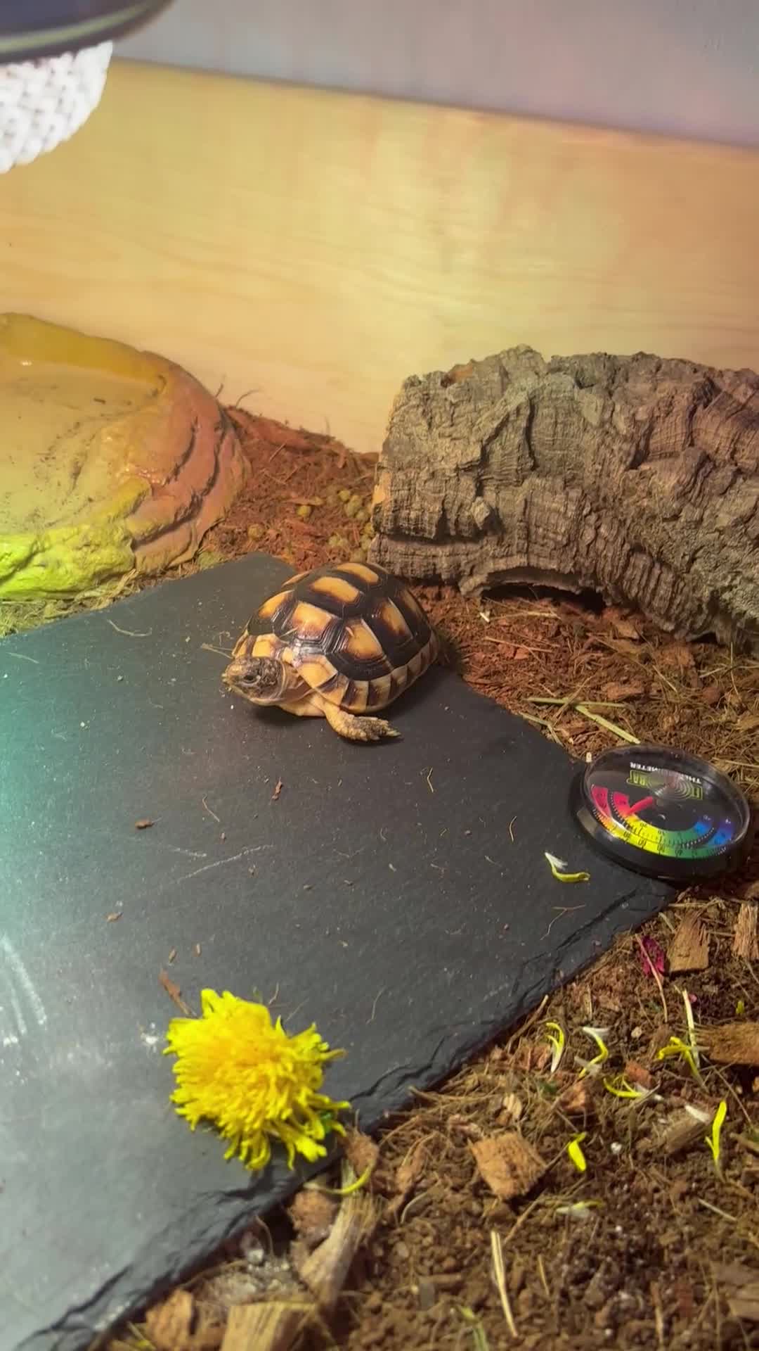 Tortoise reptiles for sale: 2 year old tortoise needs rehoming - Video 1