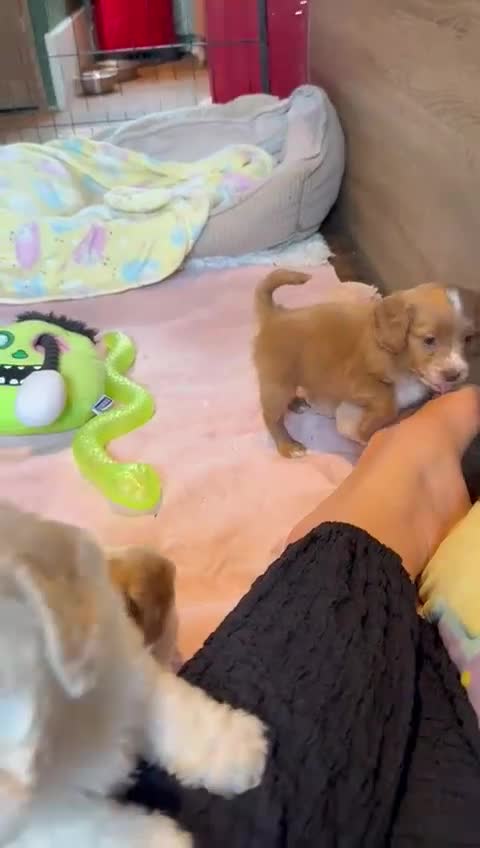 Cockapoo dogs for sale: ✨ Quality F2 Cockapoos ✨ Reputable Breeder  - Video 1