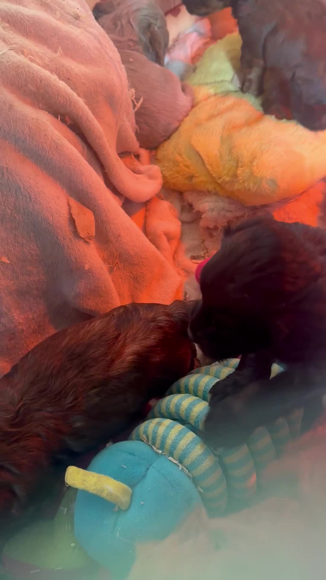 Mixed Breed dogs for sale: What beautiful puppies these are ❤️ - Video 1