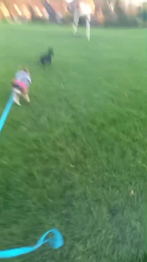 Beagle dogs for adoption: ❤️🐾 Lucy – A TRUE LITTLE GEM 🐾❤️ - Video 1