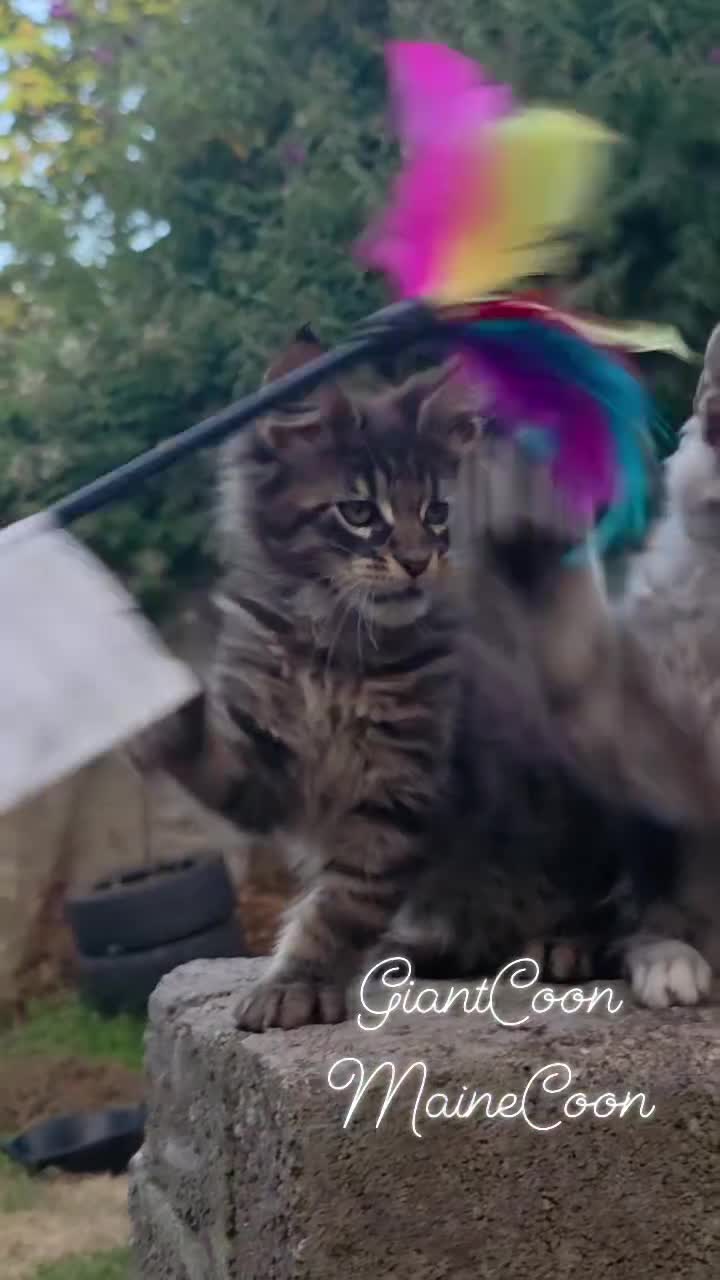 Maine Coon cats for sale: ✅✅❤️Show Quality Registered Maine Coon Kittens❤️✅✅ - Video 4
