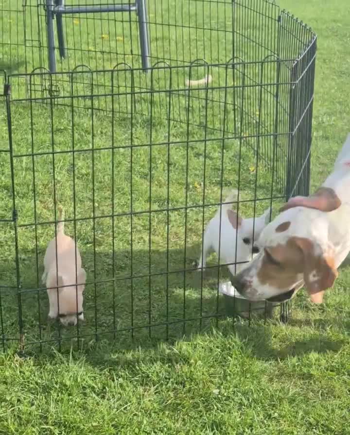 Chihuahua dogs for sale: Adorable KC cream smooth bitch puppy - Video 1