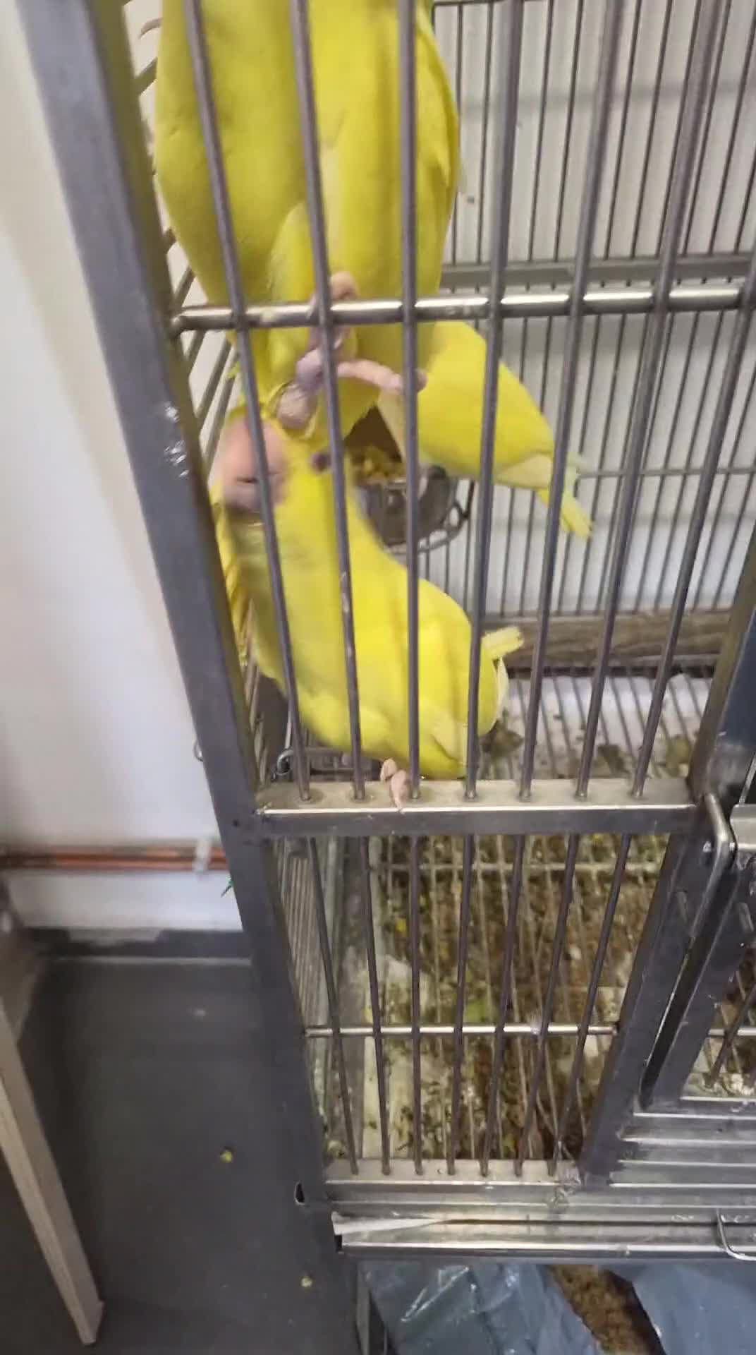 Ringnecks birds for sale: Hand-Reared Baby Indian Ringnecks for Sale - Video 1