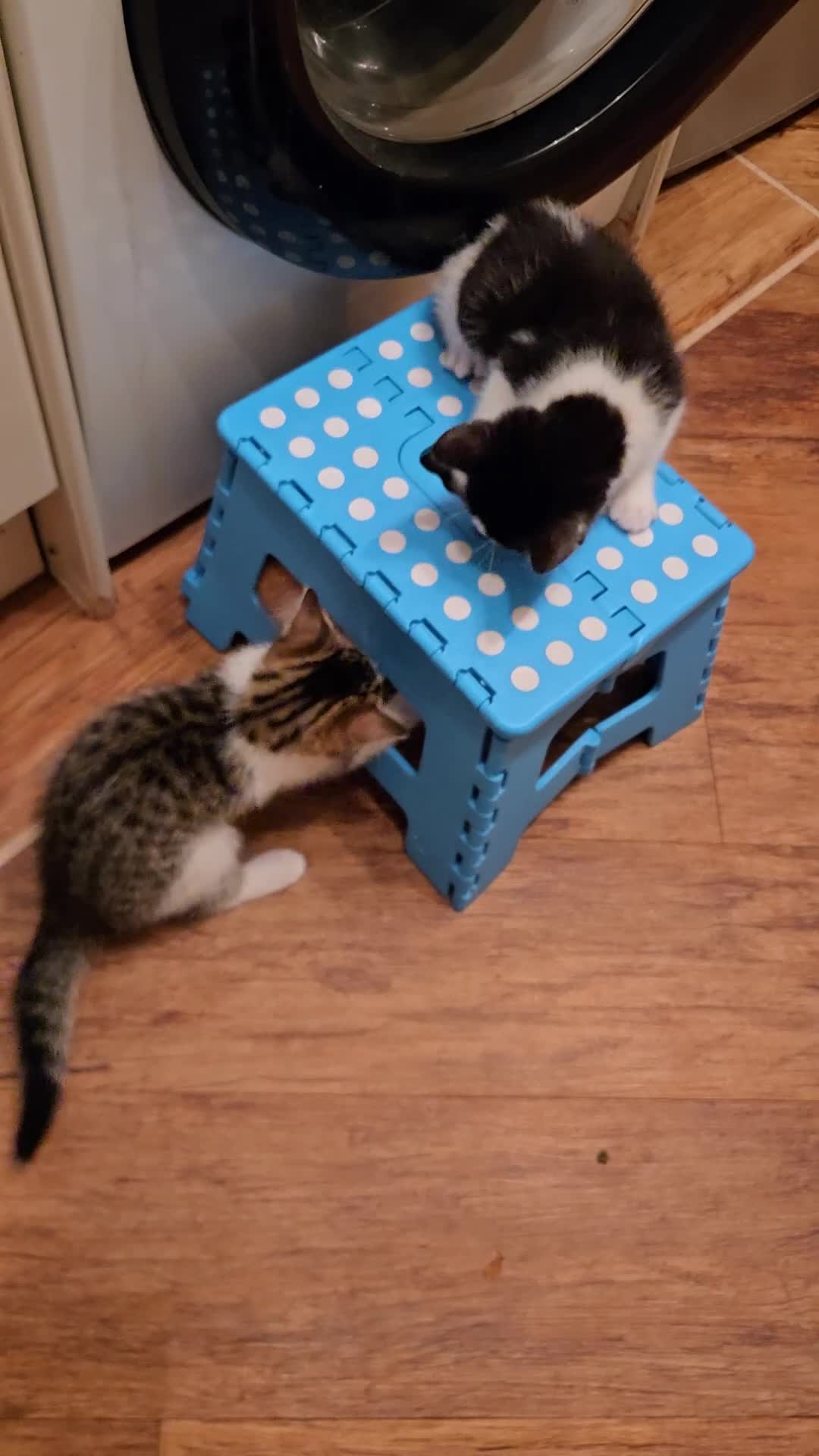 Mixed Breed cats for sale: 3 beautiful playful kittens ready for rehome - Video 2