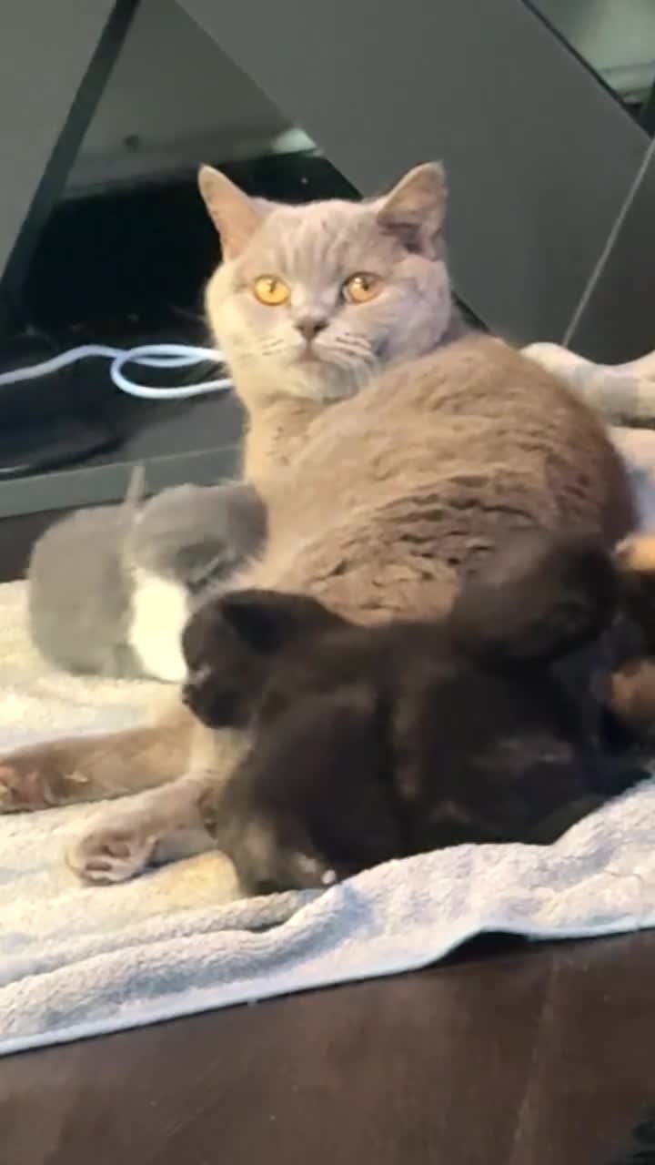 British Shorthair cats for sale: British short hair kittens in Lymm - Video 1