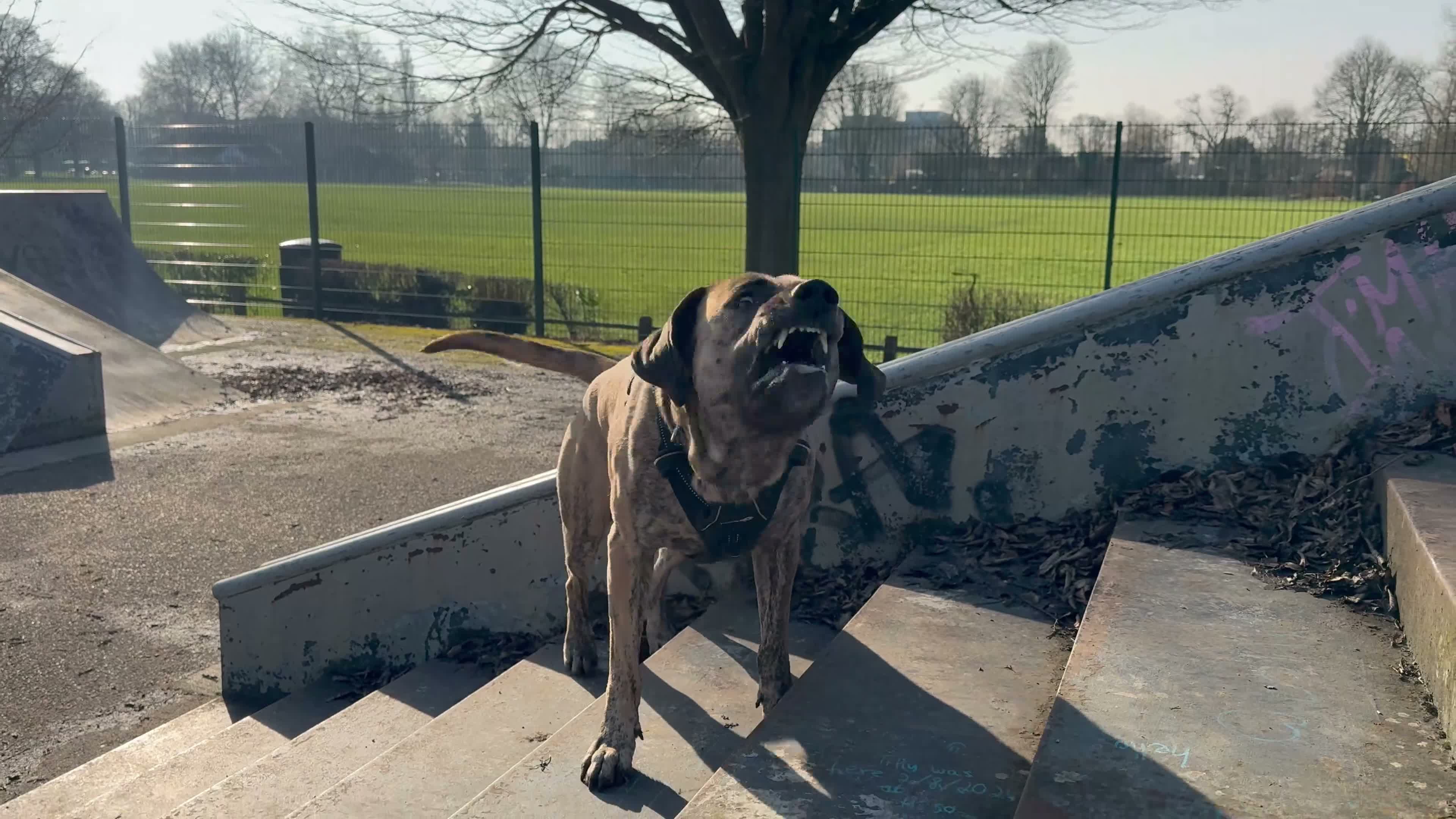 Mixed Breed dogs for stud: Mr Sunny  - Video 1