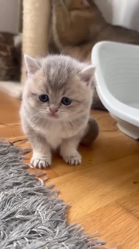 British Shorthair cats for sale: British shorthair  - Video 2