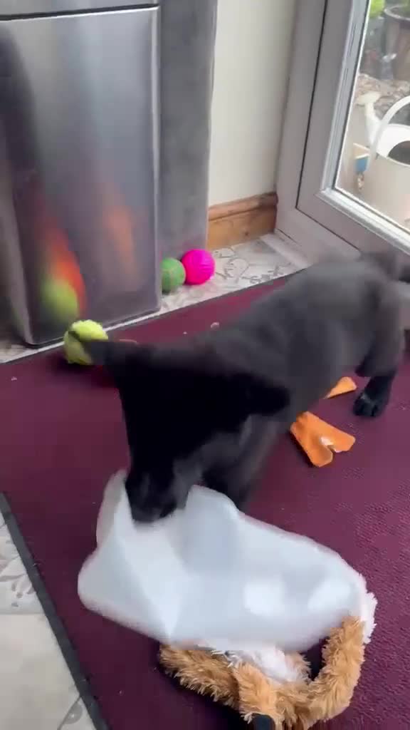 German Shepherd dogs for sale: Male Working Line KC registered German Shepherd in Mold - Video 1