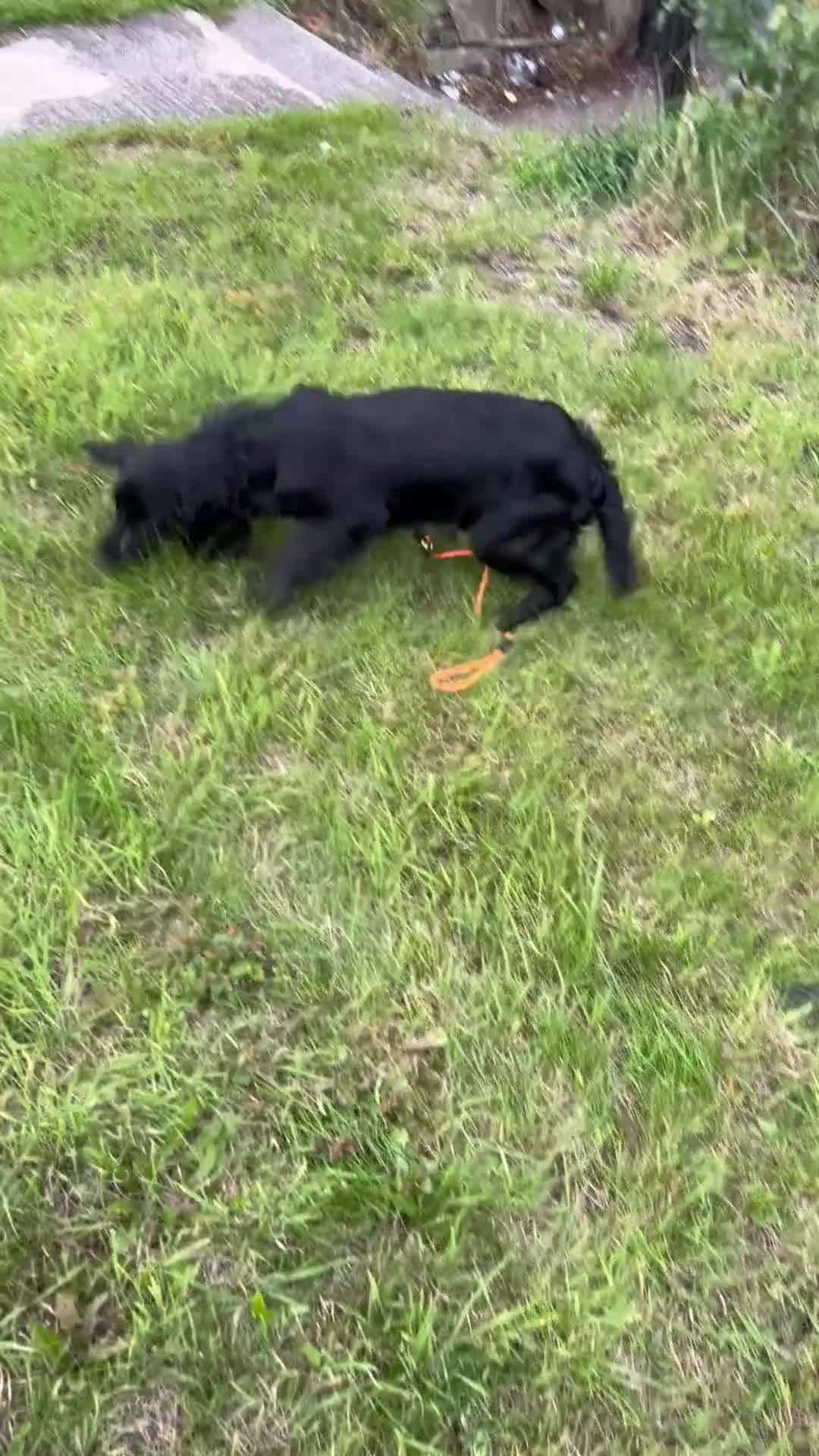 Cocker Spaniel dogs for sale: 🐾 10-Month-Old Pedigree Cocker Spaniel 🐾 - Video 1