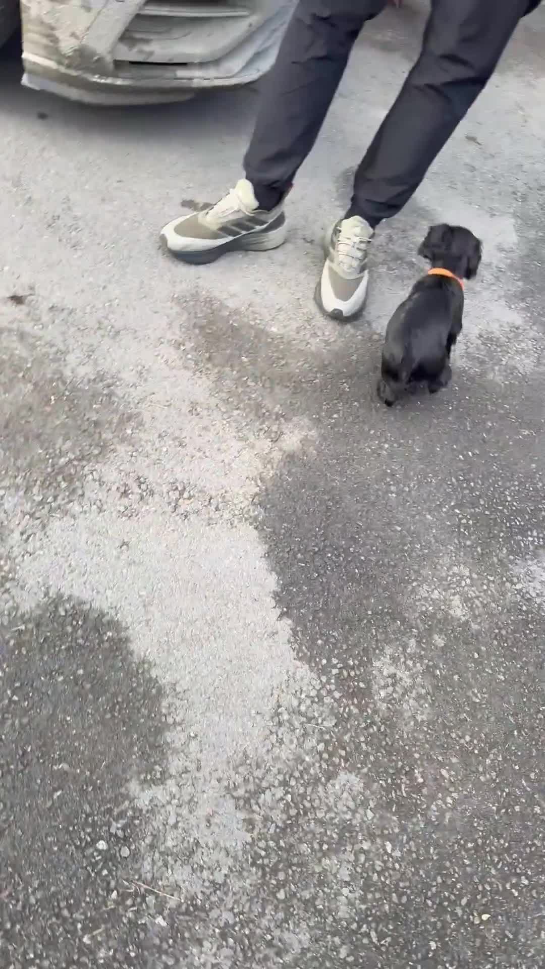 Cocker Spaniel dogs for sale: Gorgeous kc working cocker spaniel puppy - Video 1