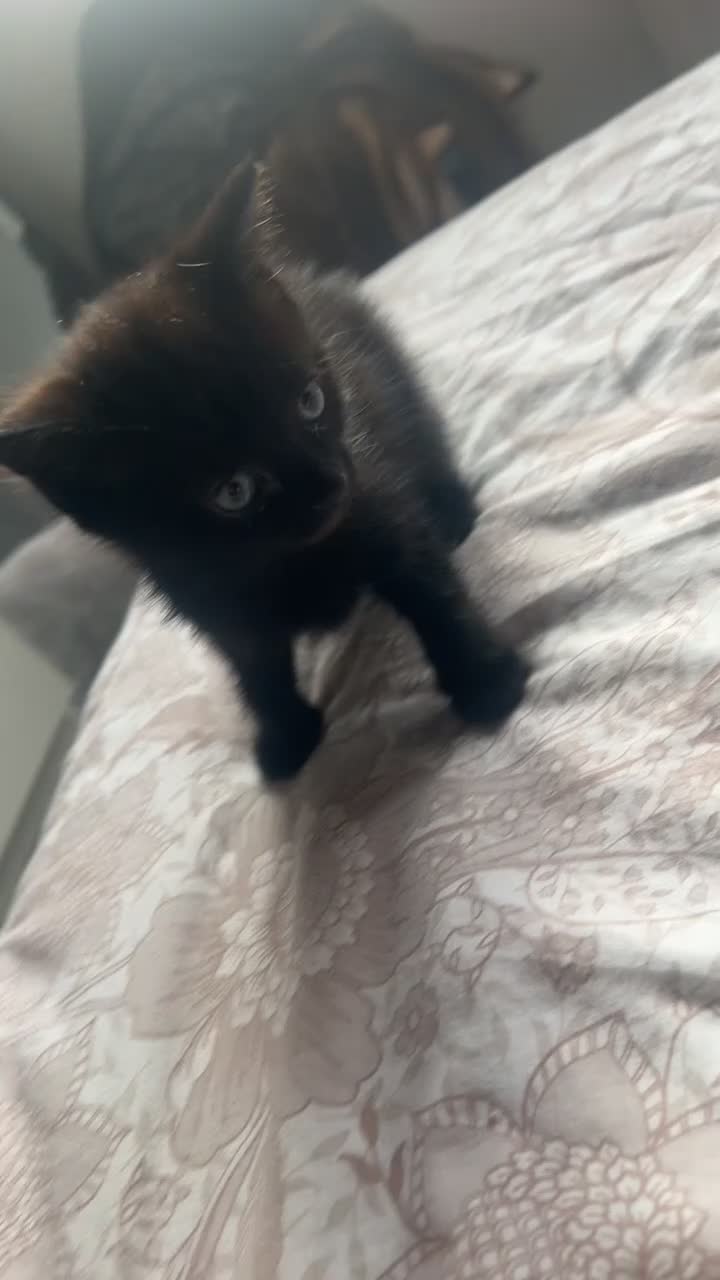 Mixed Breed cats for sale: 2 beautiful kittens in London - Video 1