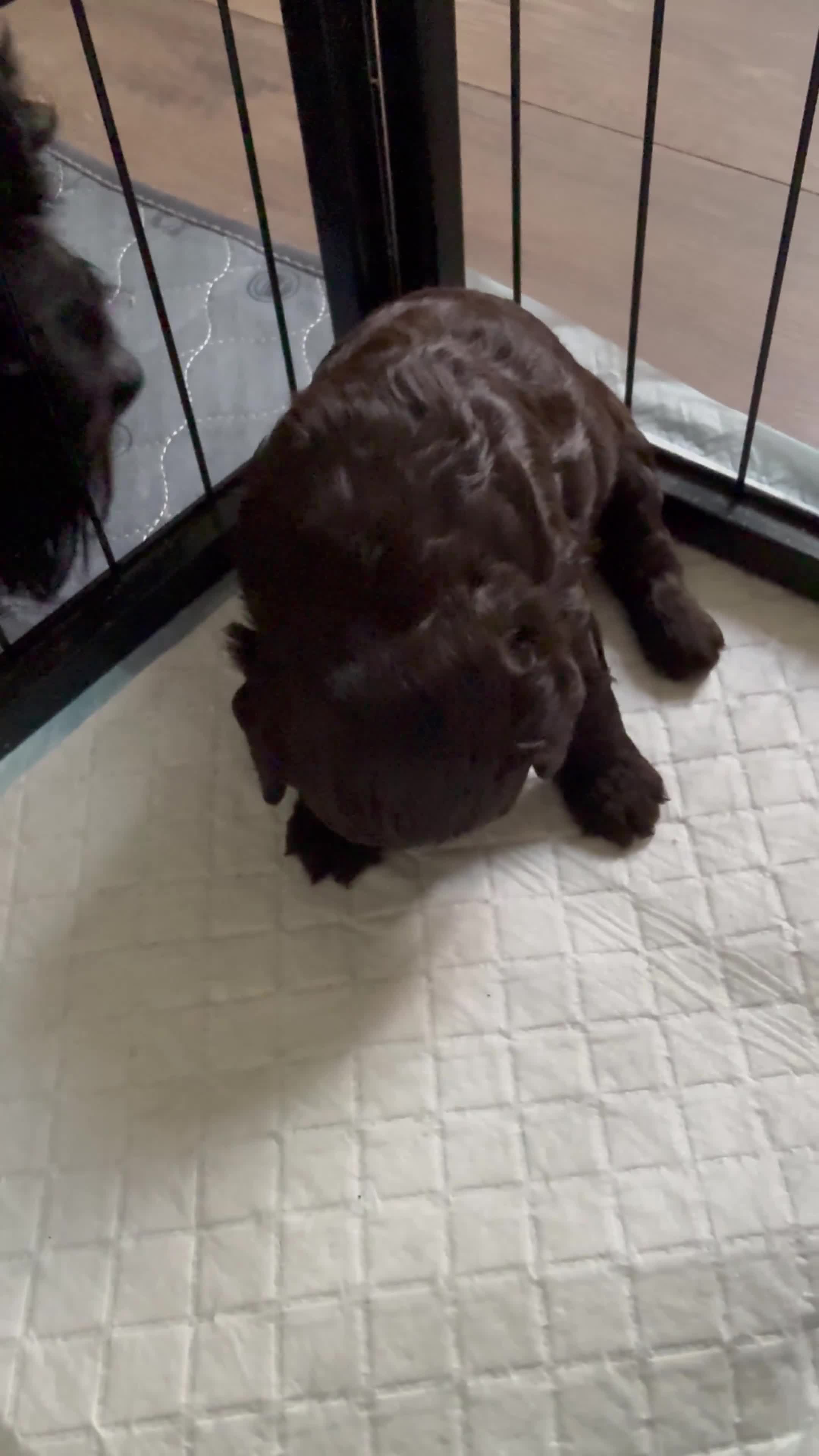 Cockapoo dogs for sale: 1 GIRL LEFT 🐾 Stunning F2 Cockapoo Pups - Video 4