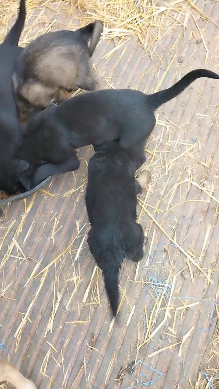 Sheprador dogs for sale: Shepador puppies  - Video 3