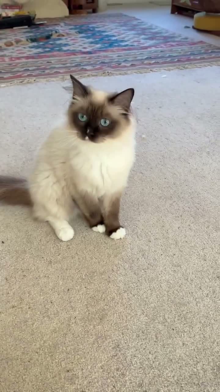 Ragdoll cats for sale: Active pedigree ragdoll queen, TICA  - Video 1
