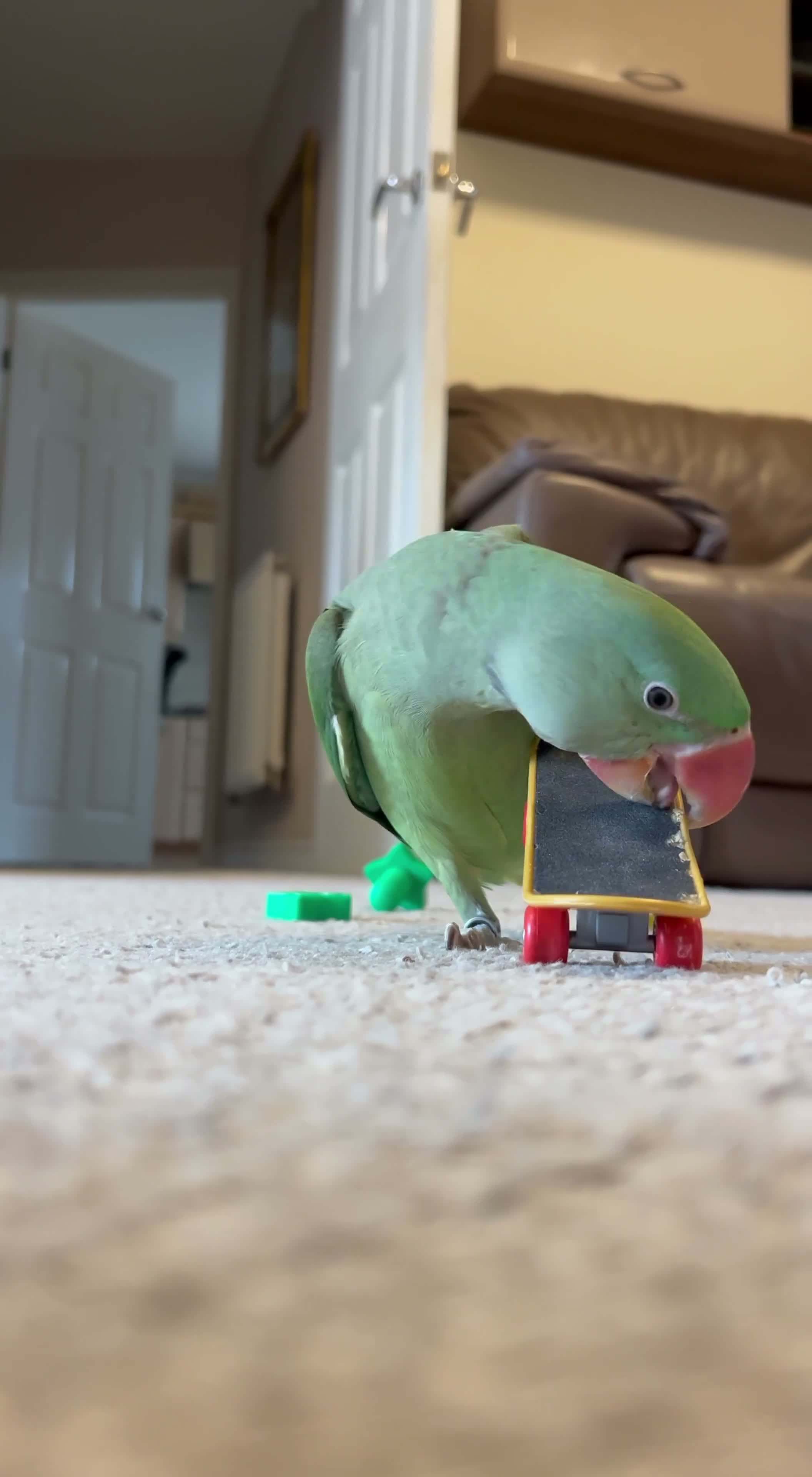 Parrots birds for sale: Playful hand reared Alexandrine  - Video 1
