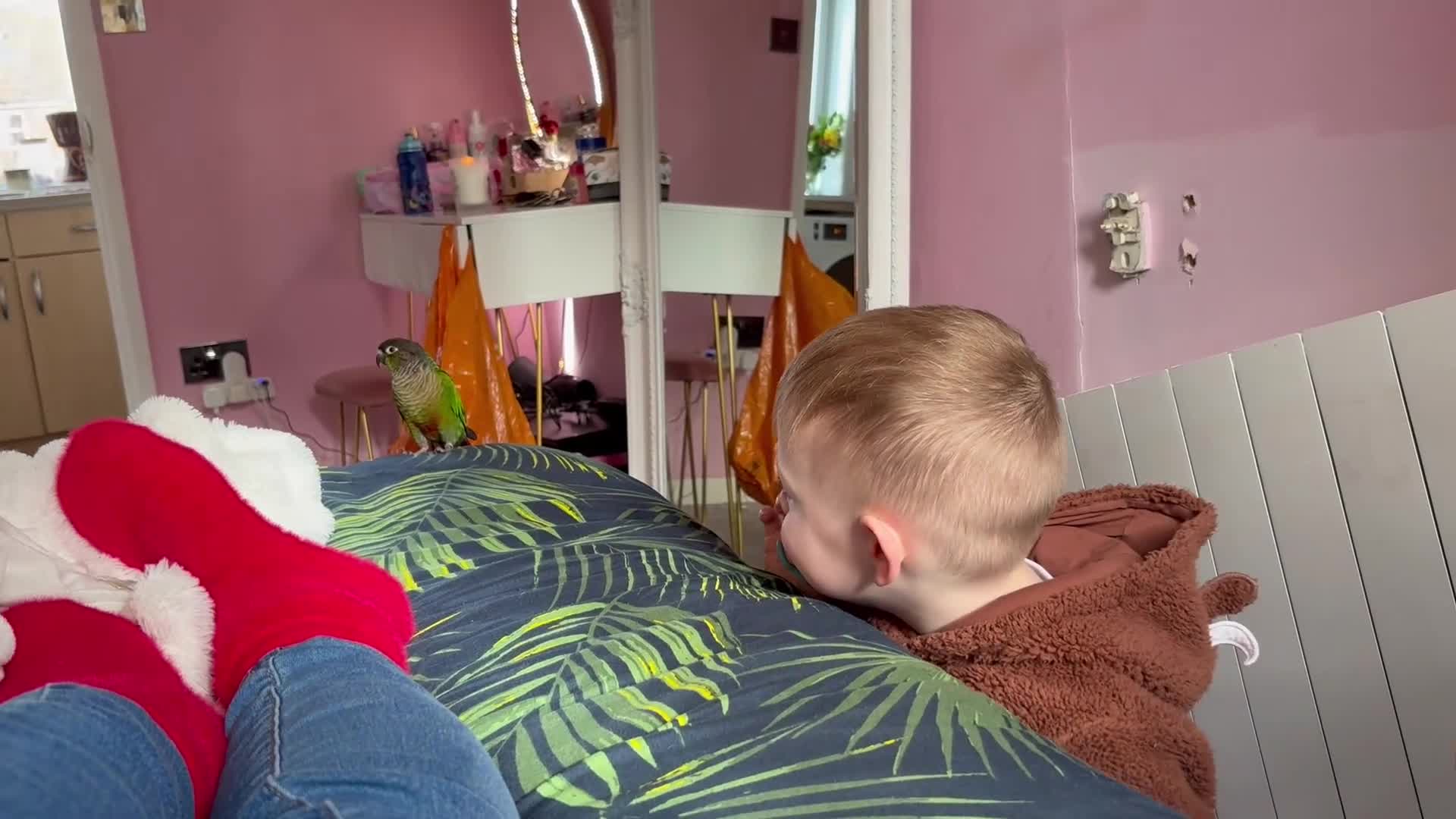 Conures birds for sale: Green cheek conure - Video 1