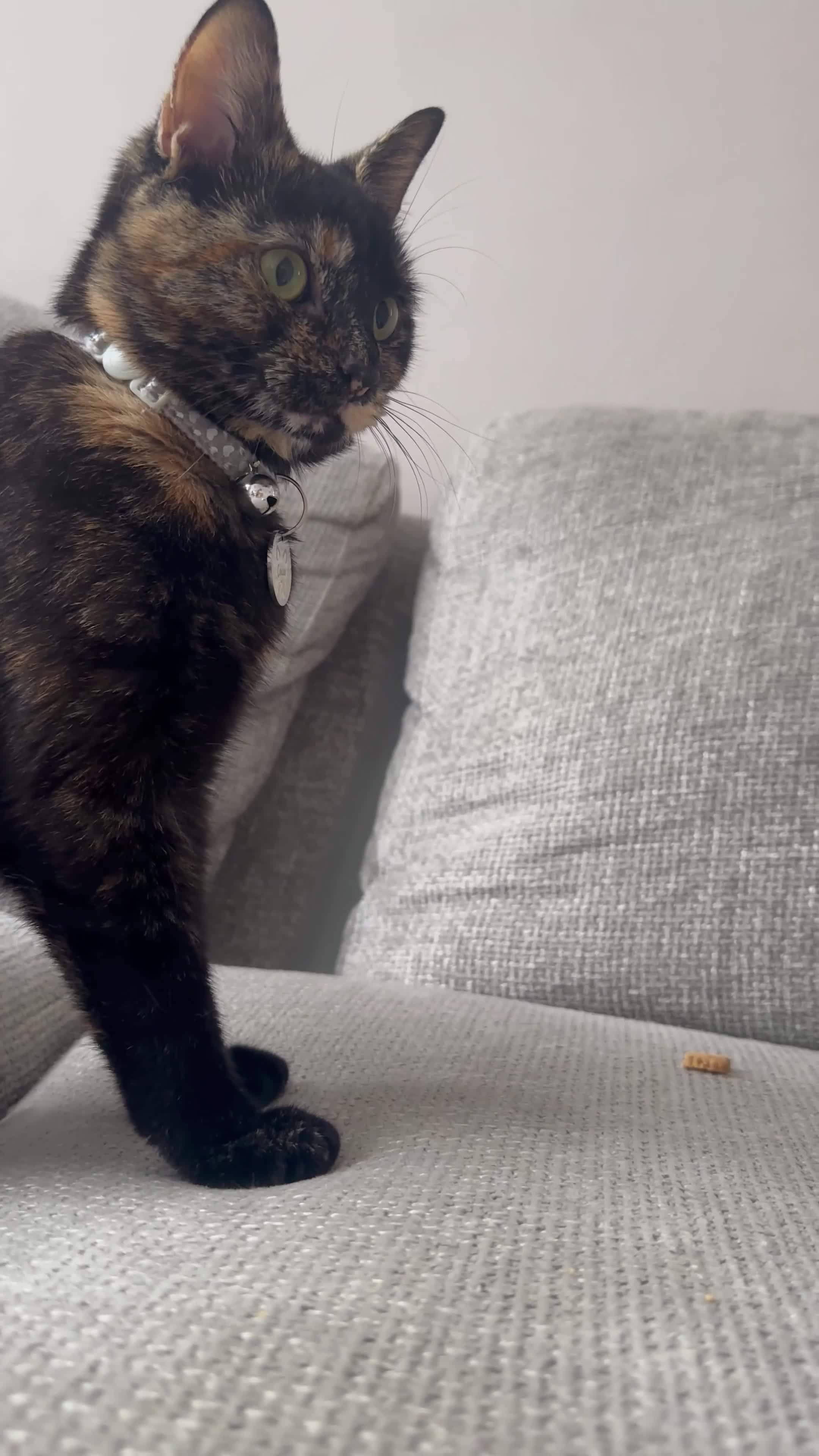 Domestic Shorthair cats for sale: 1yr old tortoiseshell looking for a loving home - Video 1