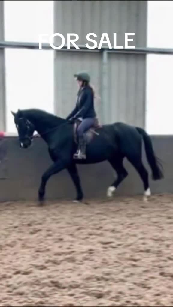 Other Breed horses for sale:   SOSTENUTO 16.3hh | 6-Year-Old Black Gelding   in Devizes - Video 1