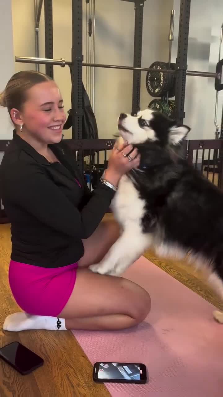 Pomsky dogs for sale: Healthy tested Pomskies Puppies Ready. in Fleetwood - Video 2