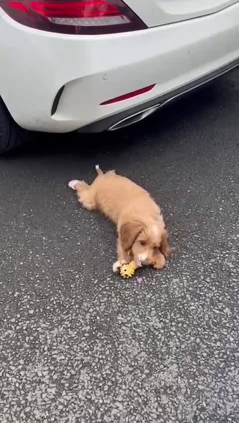 Cockapoo dogs for sale:  *REDUCED LAST BOY. F1 Beautiful Cockapoo Puppies  - Video 3