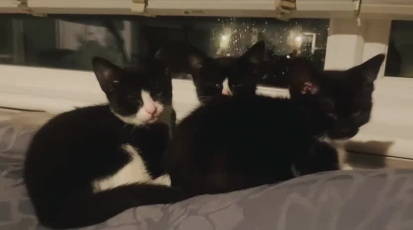 Mixed Breed cats for sale: Beautiful kitten ready to go to new home - Video 1