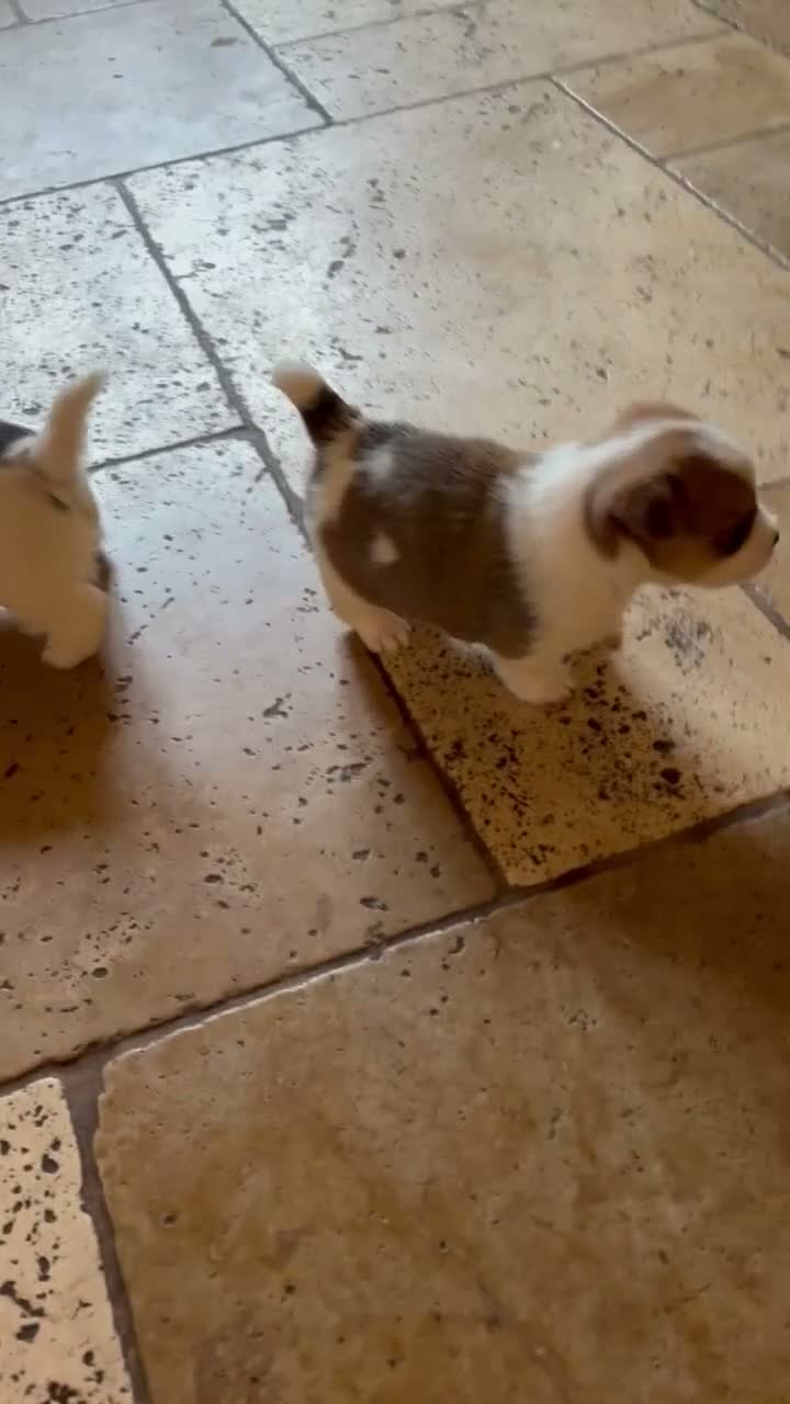 Mixed Breed dogs for sale: Adorable Shih Tzu/Jack Russell Puppies - Video 3