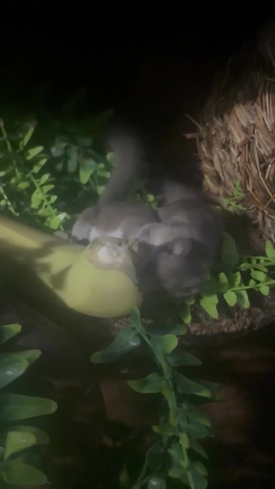 Mouse rodents for sale: Pygmy Doormice in Southampton - Video 1