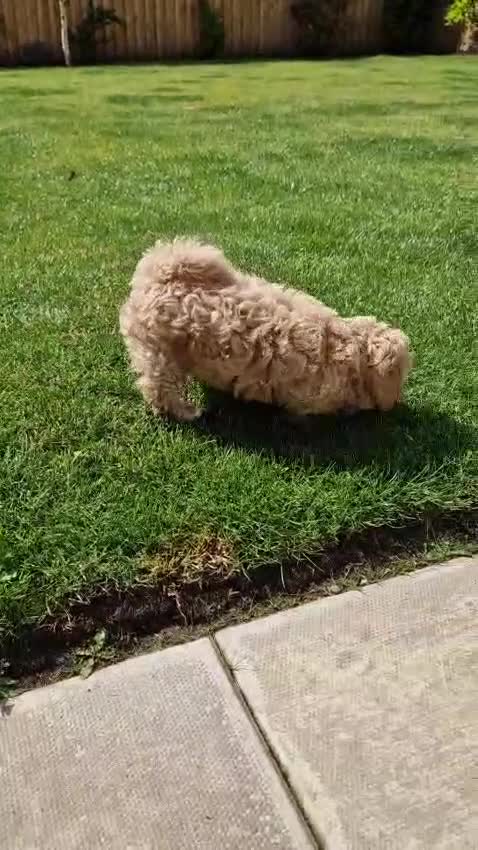 Maltipoo dogs for sale: Absolutely gorgeous maltipoo puppies  - Video 4