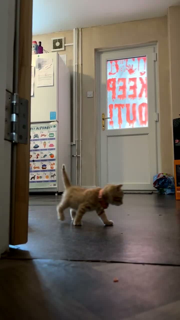 Mixed Breed cats for sale: Three ginger kittens🧡 - Video 2