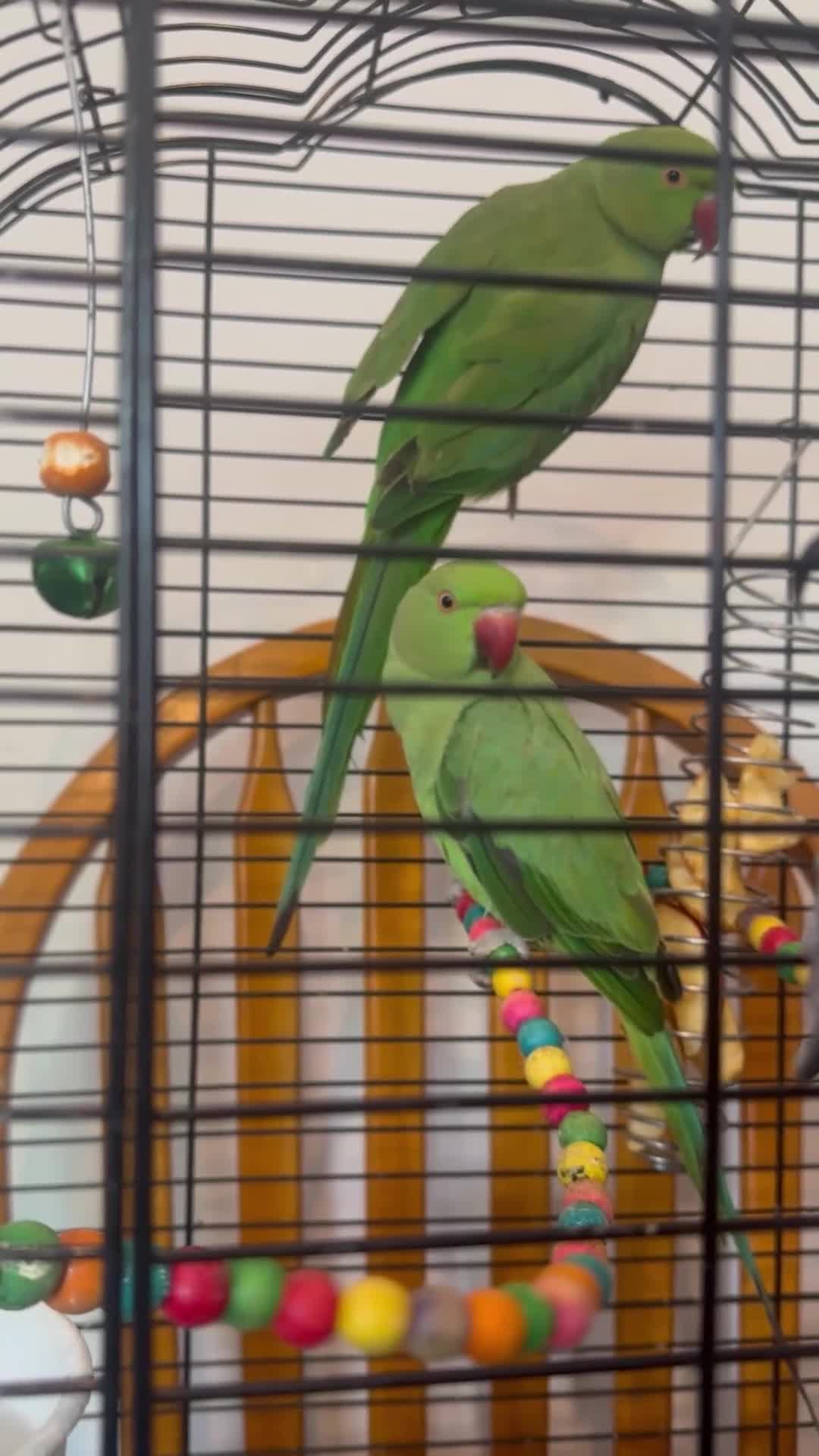 Parrots birds for sale: Ringneck  - Video 1