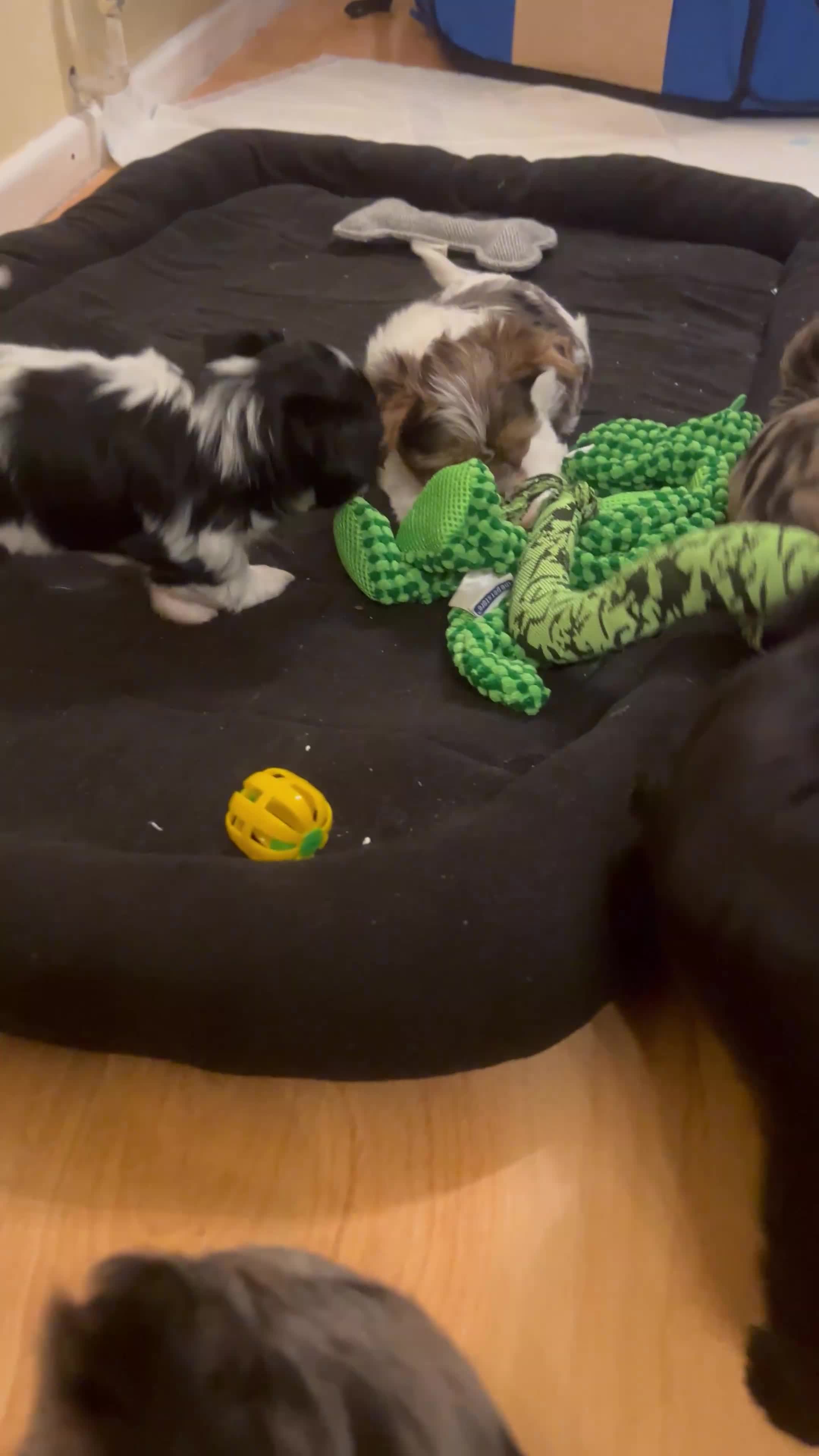 Yorkshire Terrier dogs for sale: Colourful Yorkshire terrier  - Video 1