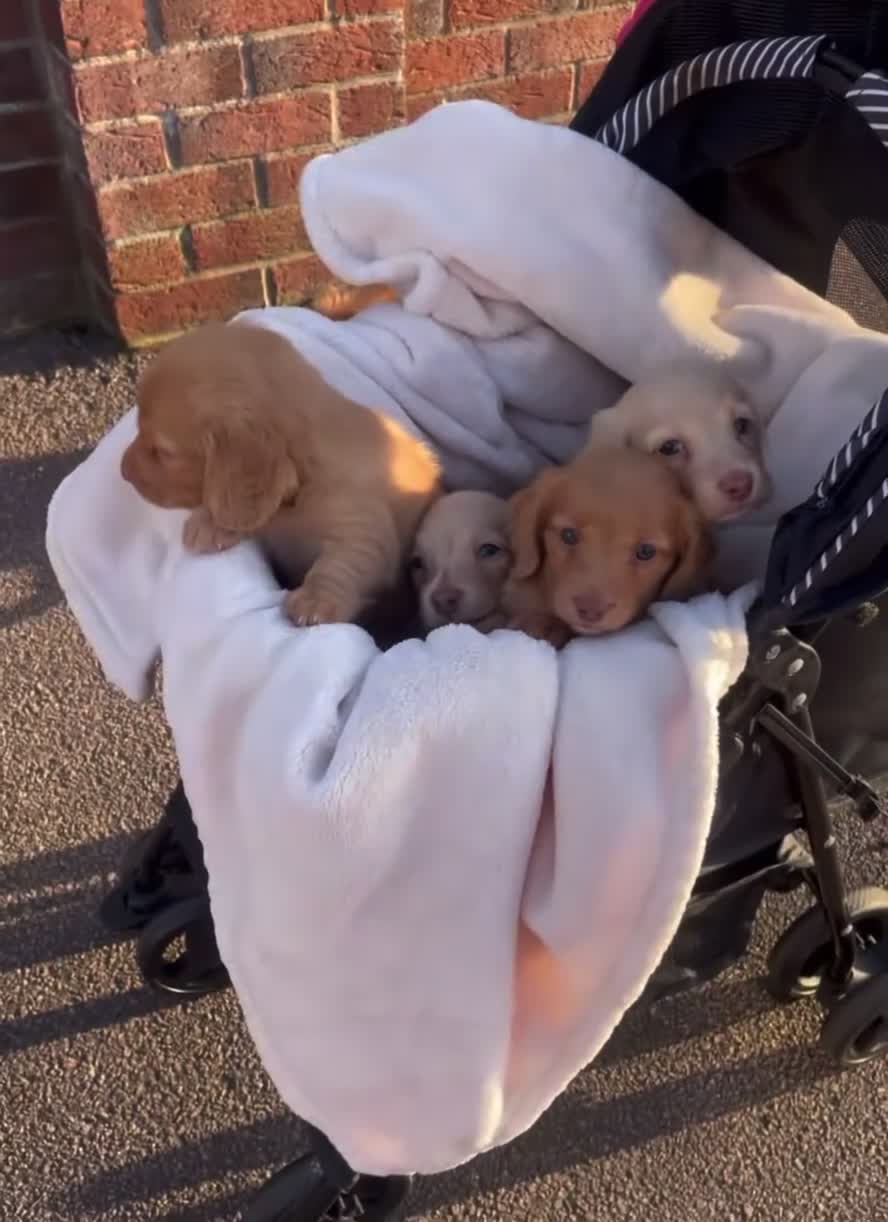 Miniature Dachshund dogs for sale: Chocolate based ee Cream/Red Longhaired Dachshunds - Video 1