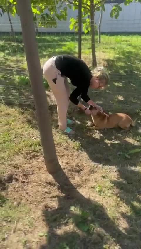 Mixed Breed dogs for adoption: 🐾 Duggie – a little Daug full of love 💛 - Video 1